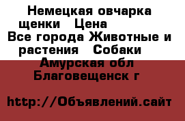 Немецкая овчарка щенки › Цена ­ 20 000 - Все города Животные и растения » Собаки   . Амурская обл.,Благовещенск г.